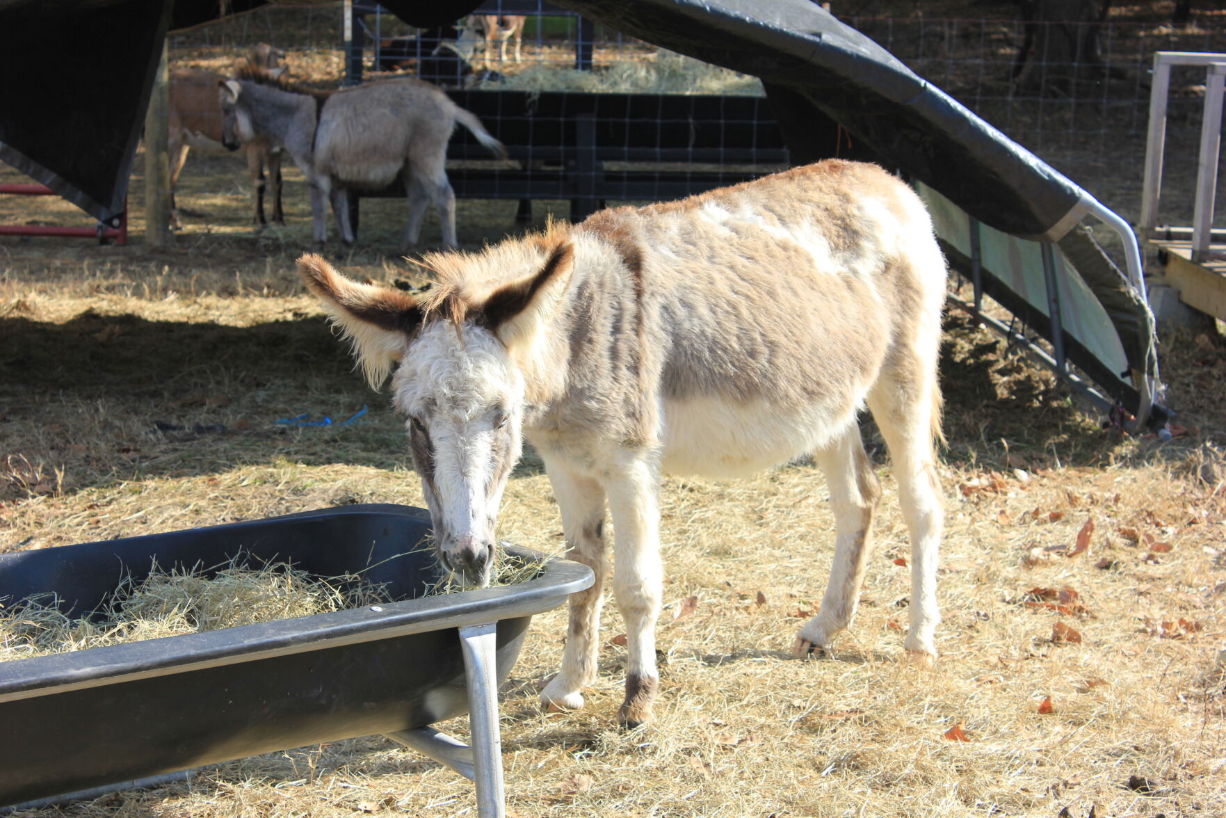 KI River donkey